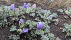 small purple wildflowers