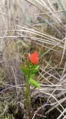 flower or plant closeup