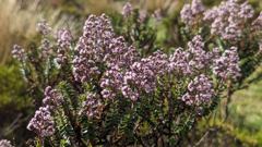 purple heather-like flowers